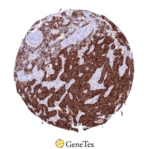 Insulin Antibody [HMV308] HistoMAX™