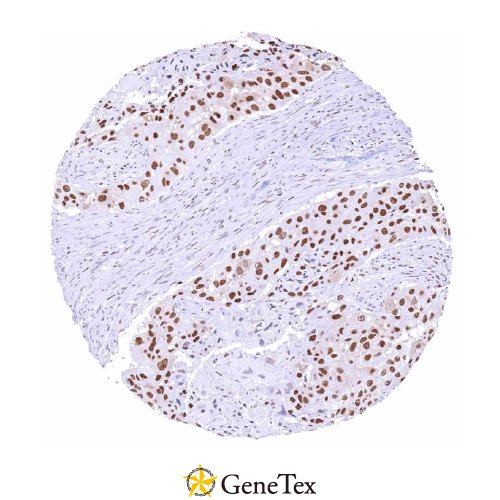 KDM6A Antibody [HMV311] HistoMAX™