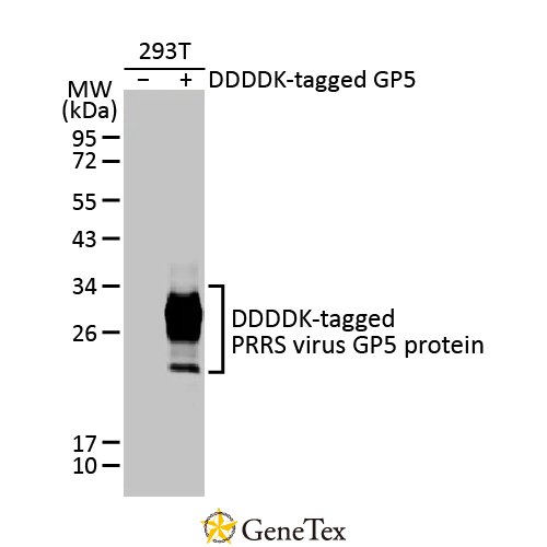 PRRS Virus GP5 Protein Antibody [HL2872]