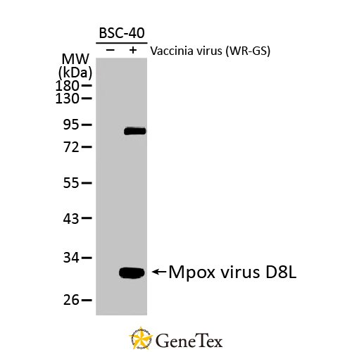 Mpox Virus D8L Antibody [HL2950]