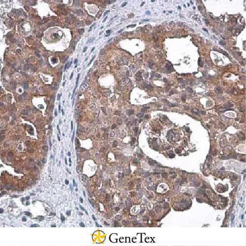 TSG101 Antibody [4A10]