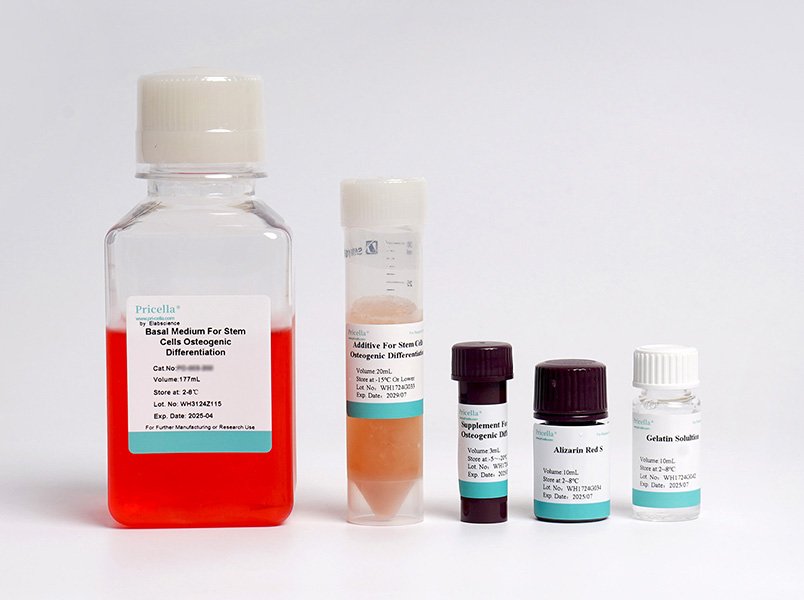 Rat Bone Marrow Mesenchymal Stem Cells Osteogenic Differentiation Medium 